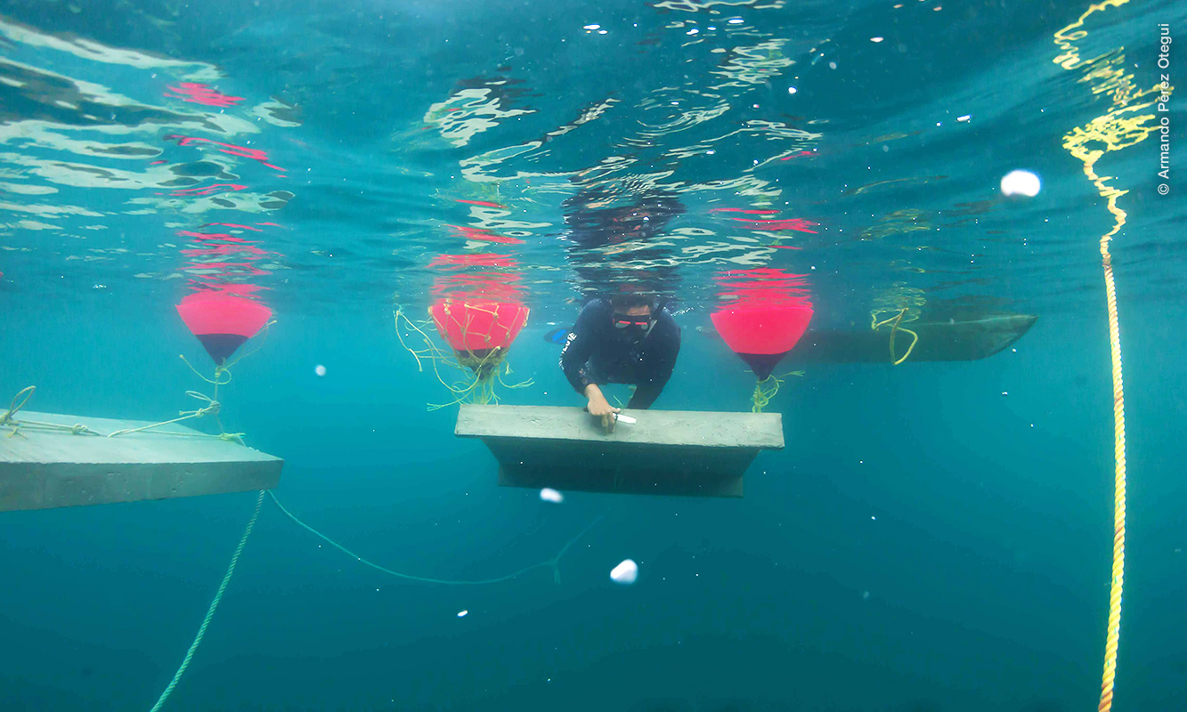 Buzo nadando con lámina de concreto para casita langostera, entre las boyas.