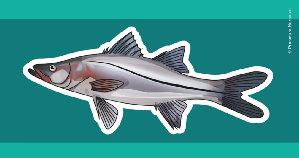 Ilustración de Robalo garabato