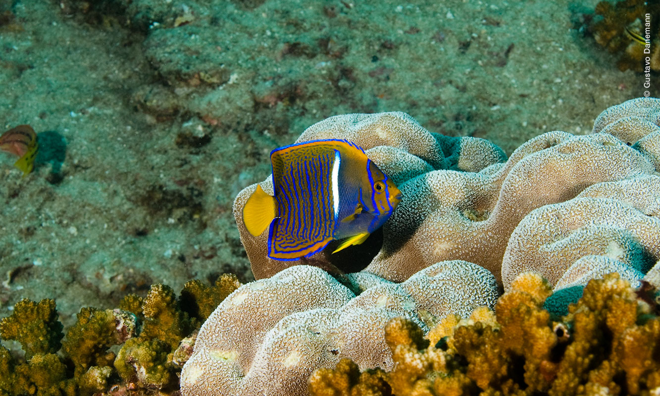 Pez en arrecife en Cabo Pulmo