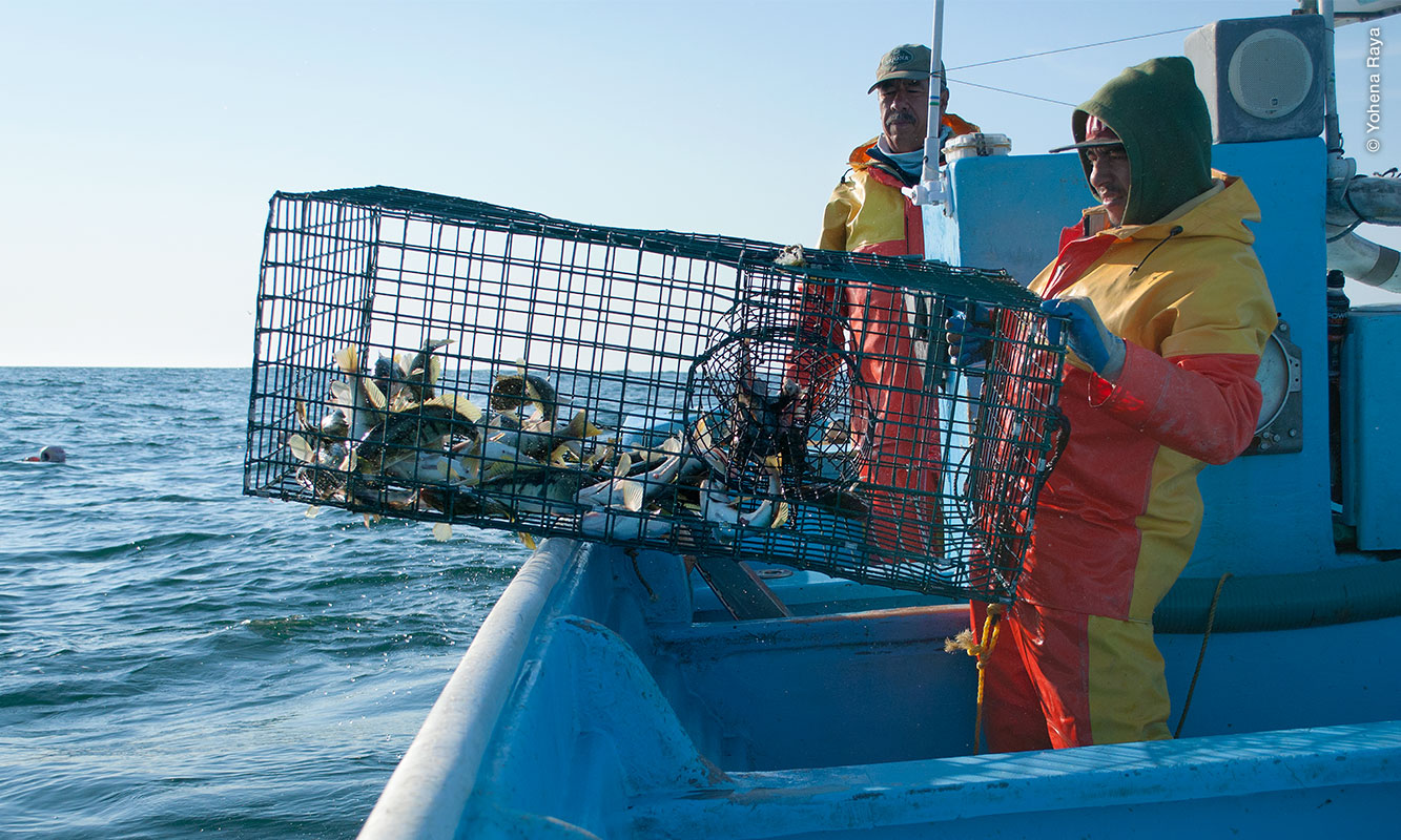 Pescador recogiendo trampa con Verdillo en Punta Abreojos