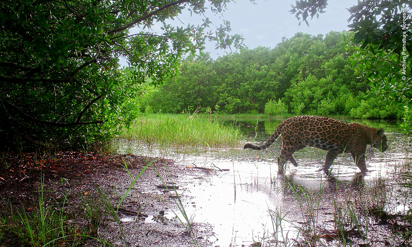 Jaguar, imagen de cámara trampa
