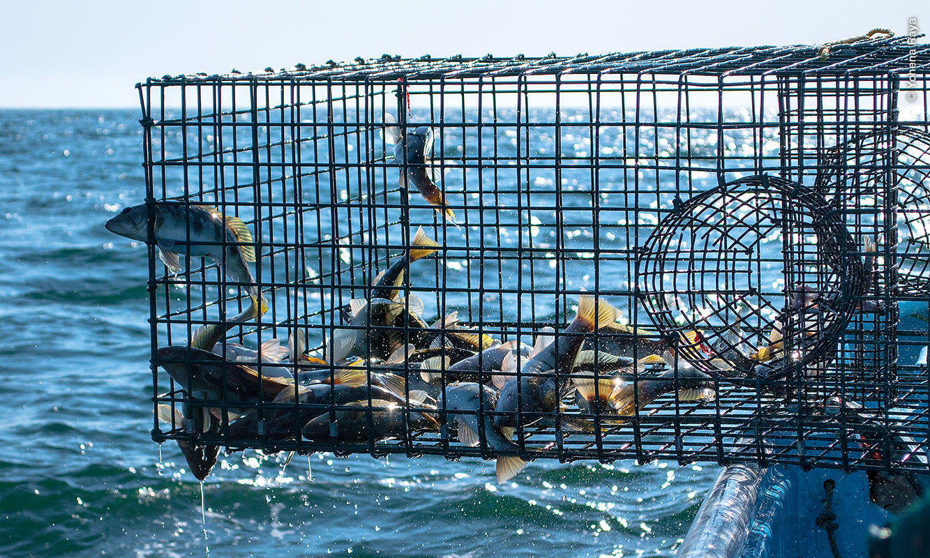 Trampas para verdillo