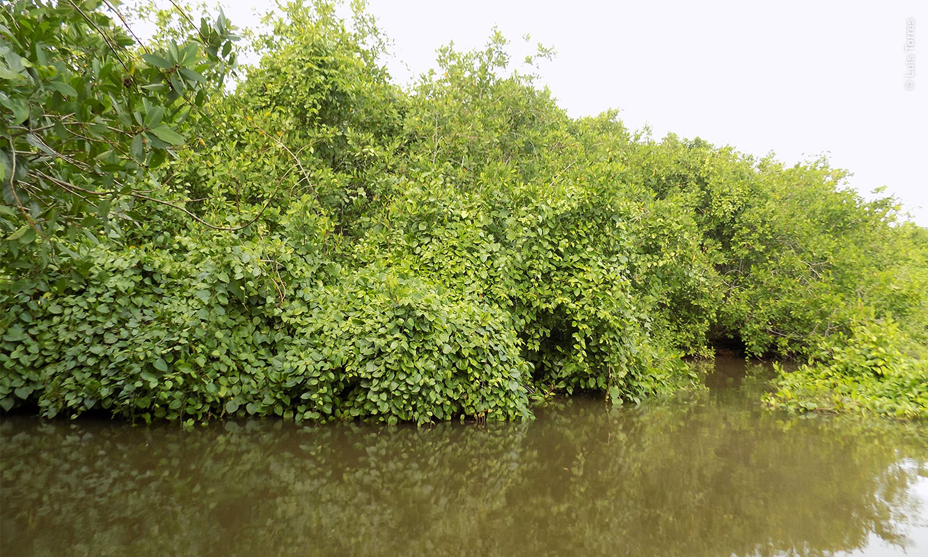 Enredadera Tripa de Zopilote sobre el manglar.