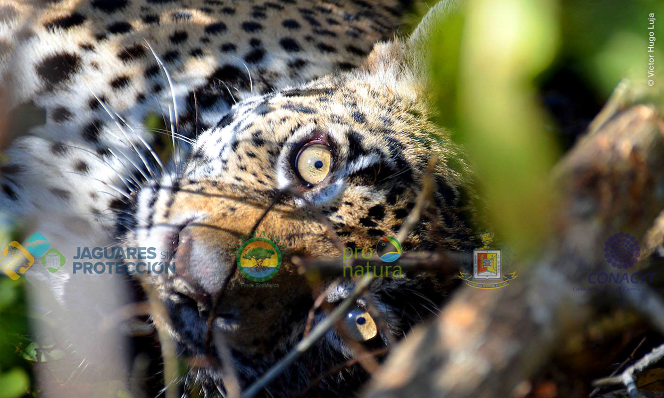 Jaguar mientras le colocan collar GPS