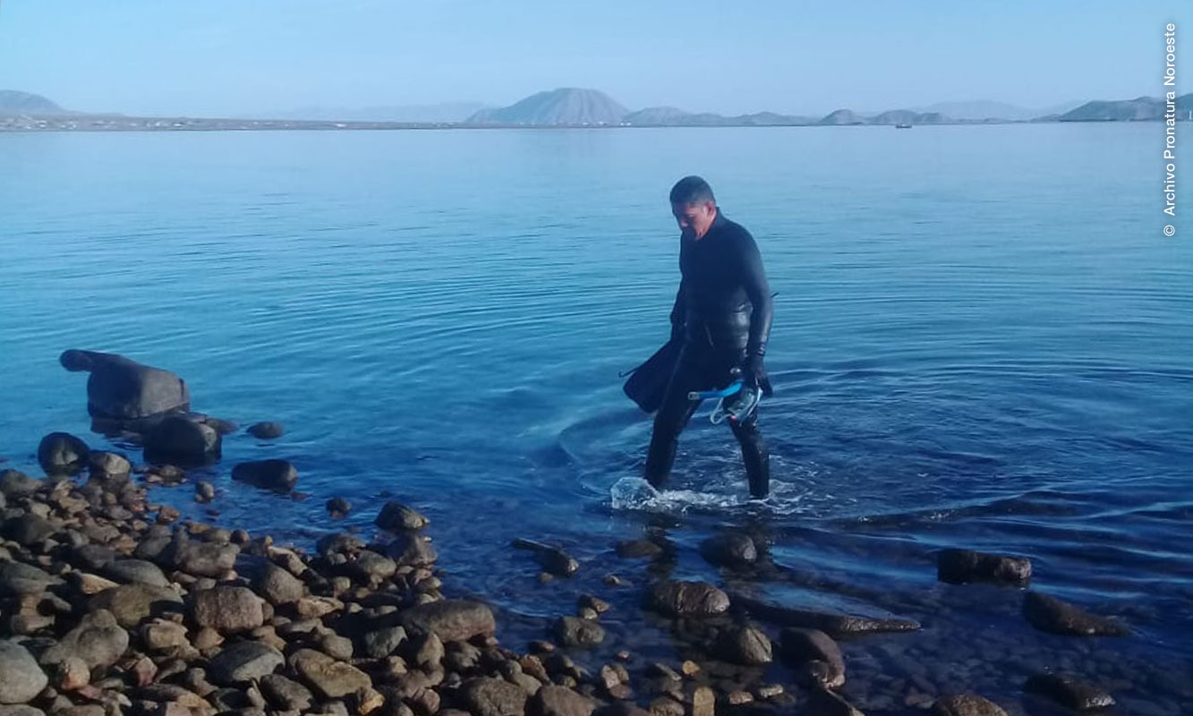 Jesús Flores con traje de buzo, saliendo del mar en Bahía de Los Ángeles. 