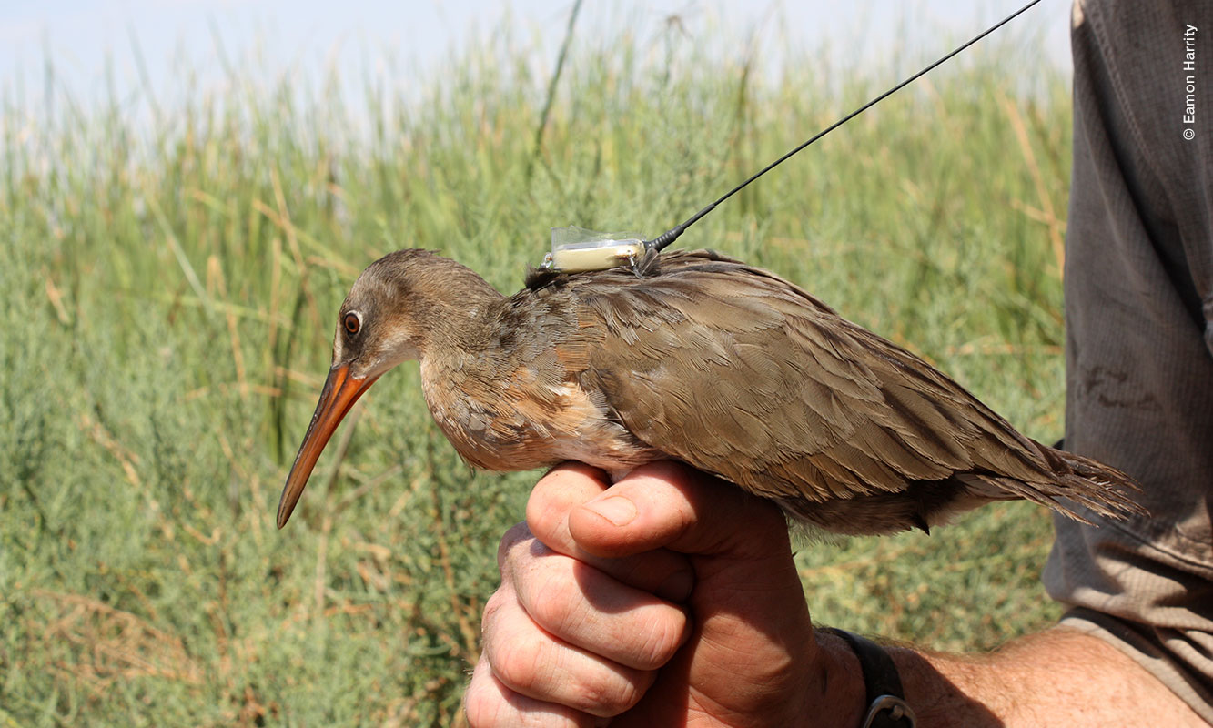 Palmoteador de Yuma, detenido por las patas por una mano humana, con transmisor satelital en el lomo. Fotografía de Eamon Harrity