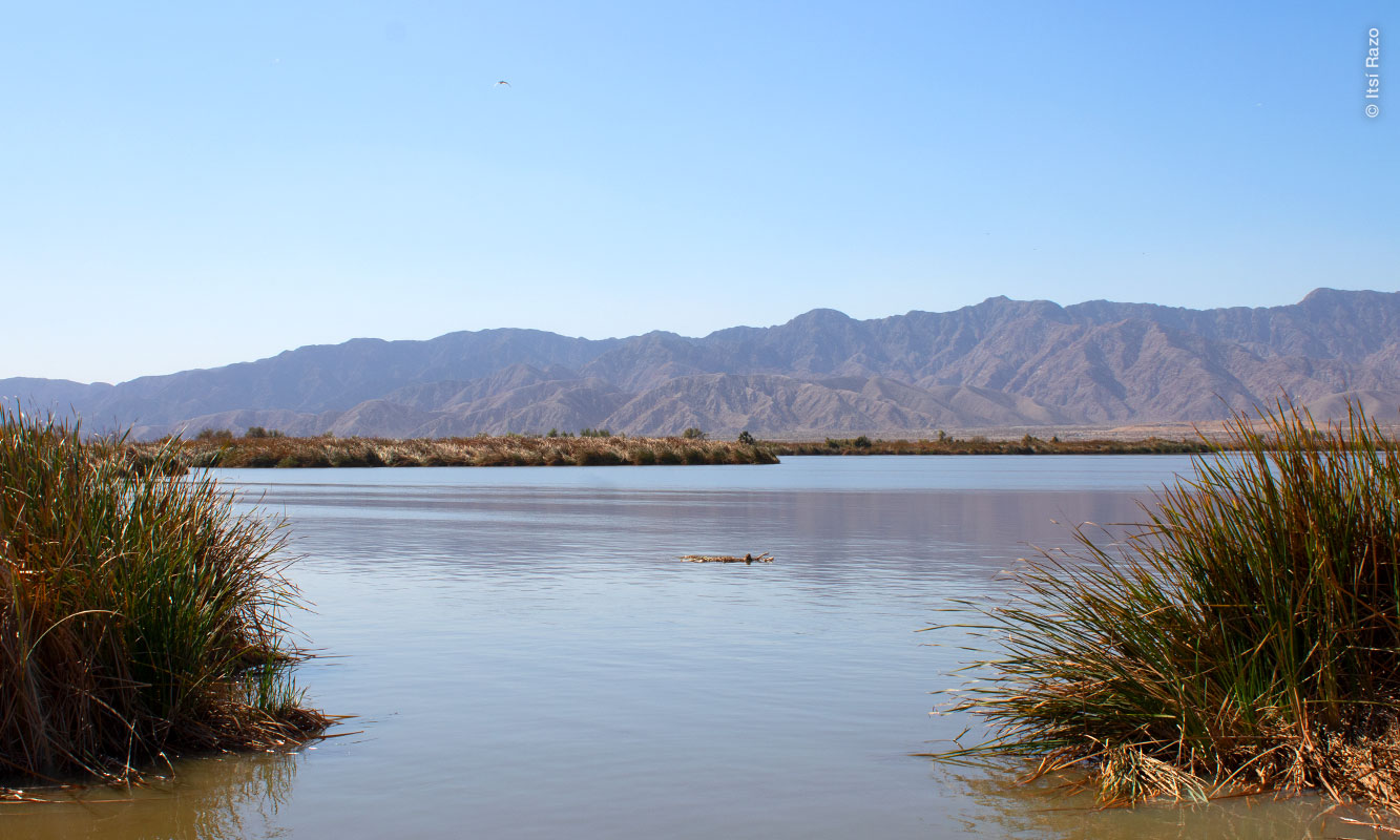 Las Arenitas artificial wetland canal in Mexicali, B.C.