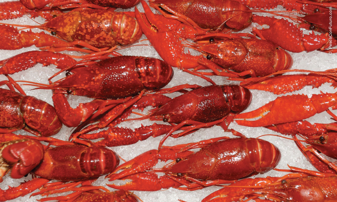 Langostas cocidas en superficie de hielo