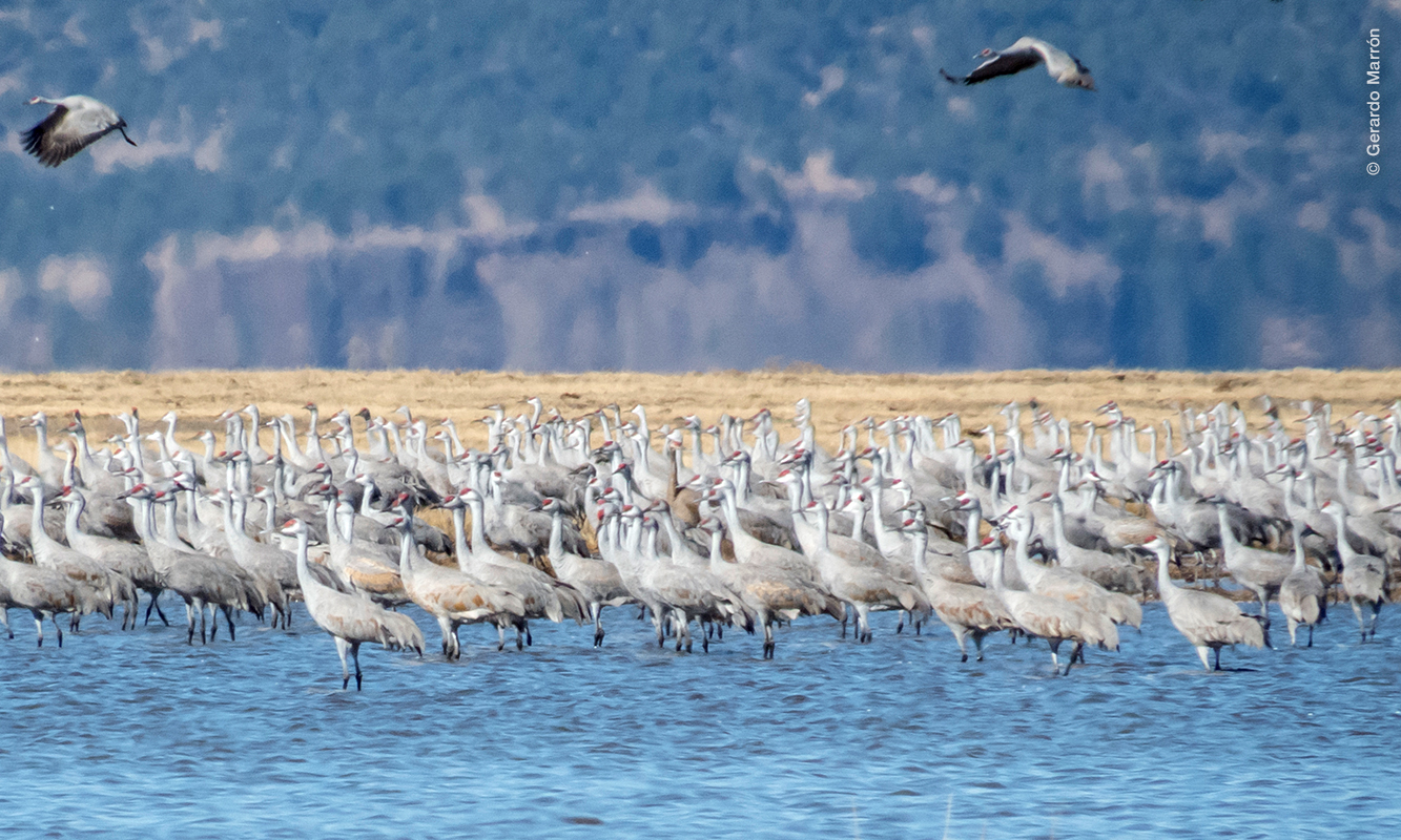 Grullas en Laguna Babícora, Sierra Madre Occidental. Foto por Gerardo Marrón.