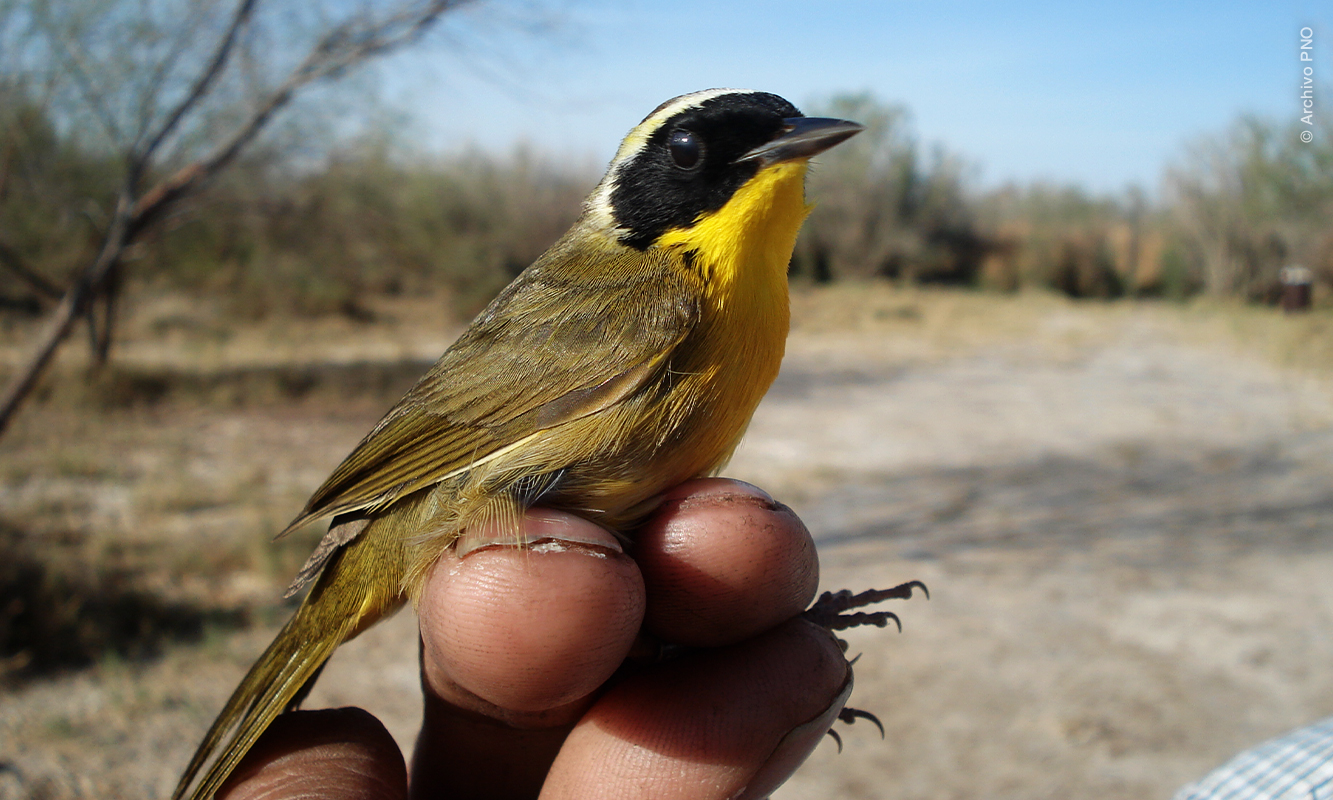 Ave pequeña siendo sostenida para monitoreo de población en San Luis Río Colorado