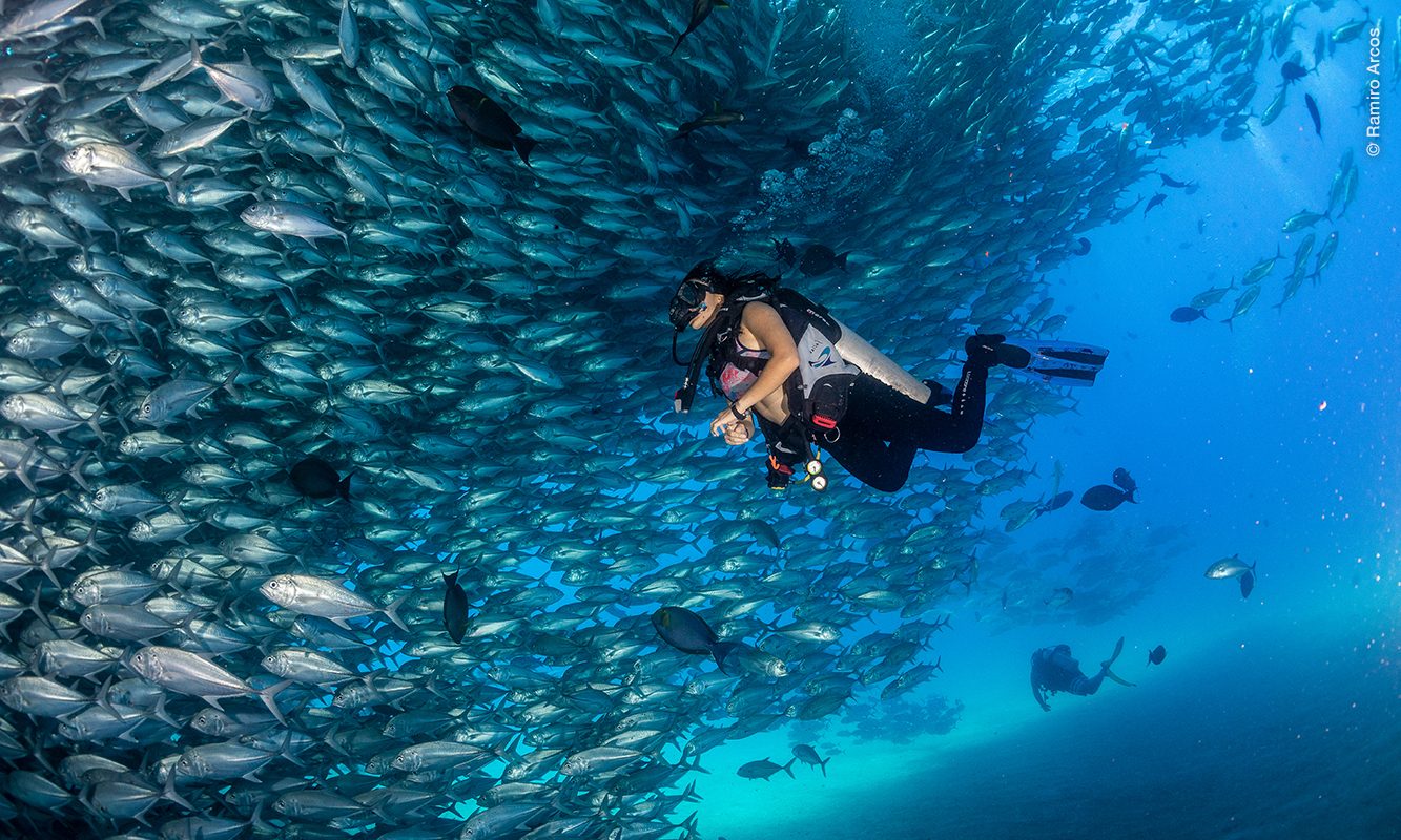 Buzo nadando debajo de un cardumen de peces en Cabo Pulmo.
