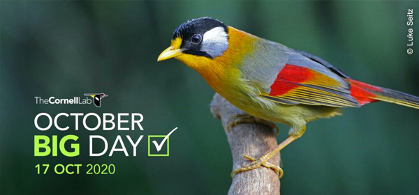 Leiothrix argentauris. Foto de Luke Seitz. Librería Macaulay.