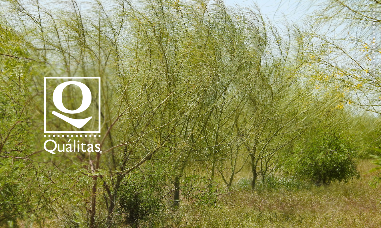 Área reforestada con Palo Verde. Miguel Alemán. Foto de Jesús Eliana Rodríguez.