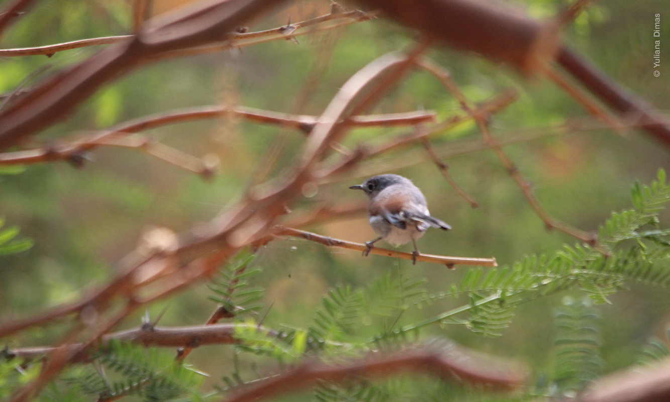 Ave perlita azul gris posada en una rama. Foto de Yuliana Dimas