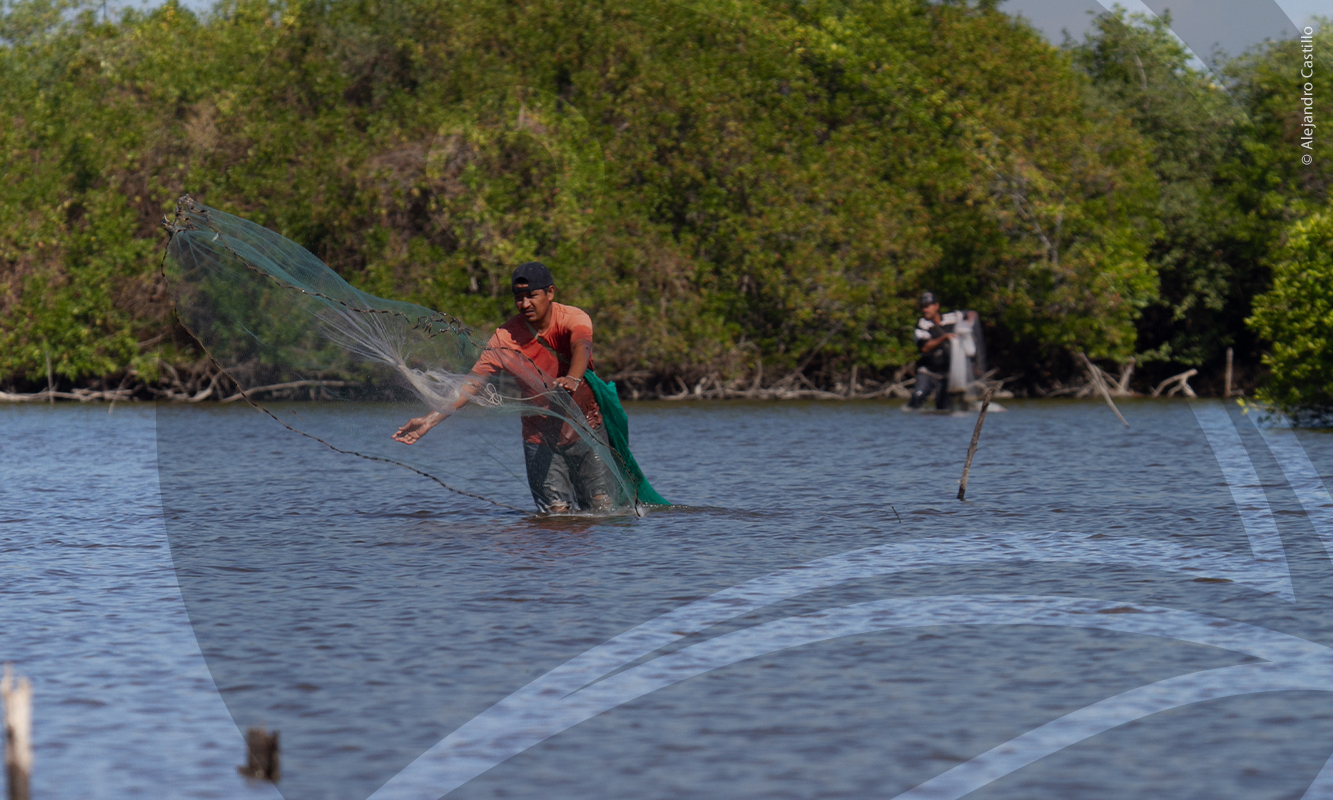 Pescador rivereño en Marismas Nacionales, aventando su tarraya. Foto por Alejandro Castillo.