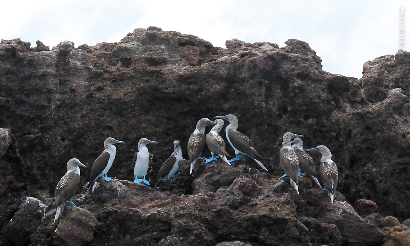 Grupo de pájaros bobo de patas azules en roca de Islas Marietas, Nayarit en Bahía de Banderas