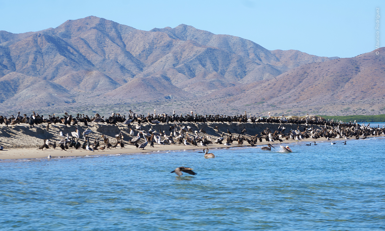 Paisaje de Bahía Magdalena con parvada en la costa. Foto de Mauricio Rodríguez.