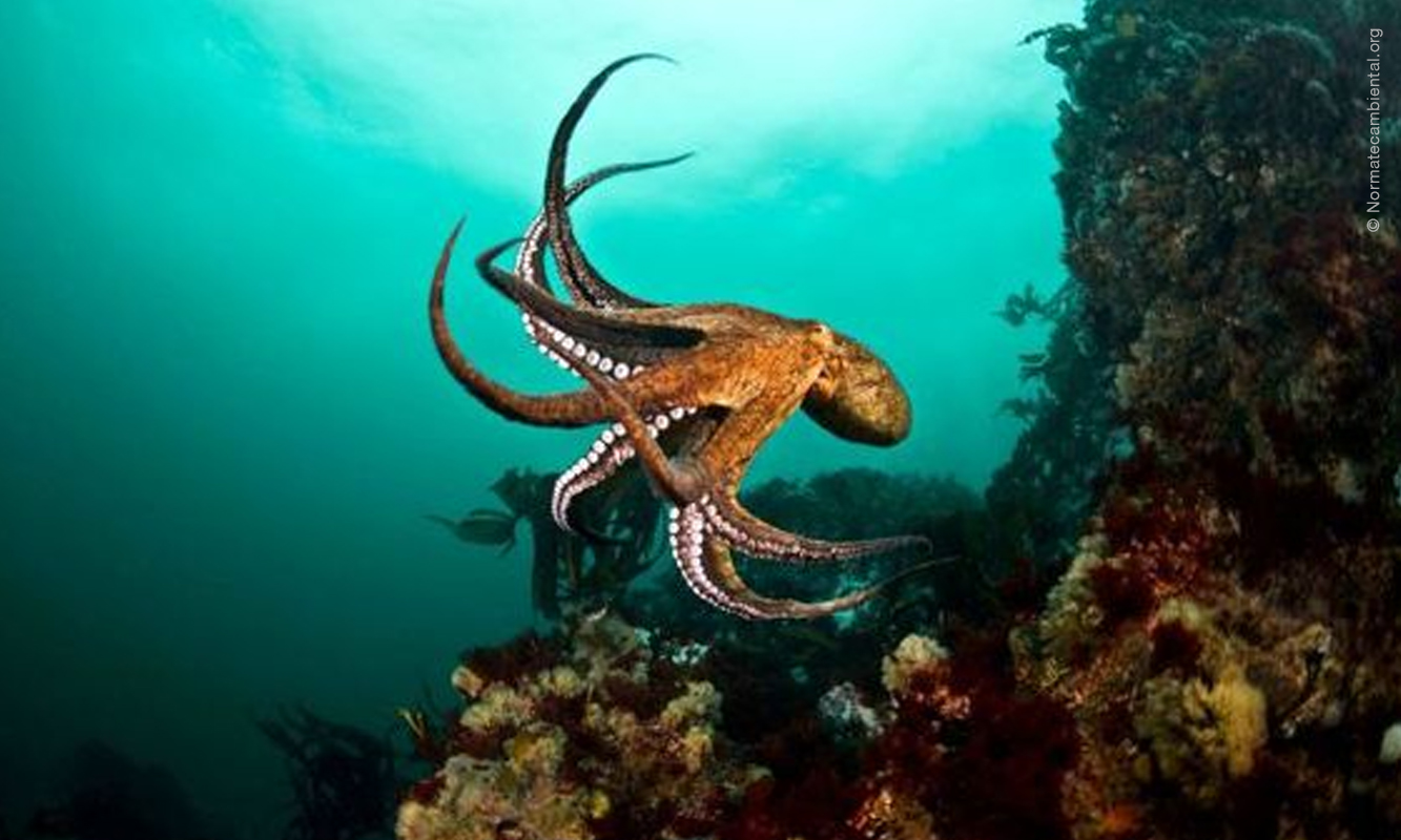 Foto submarina de pulpo en arrecife