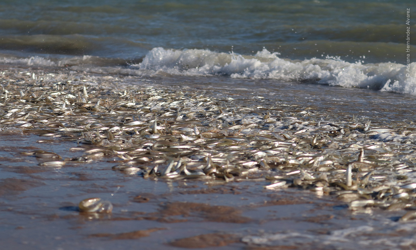 Desove de pejerrey en costa de Golfo de Santa Clara
