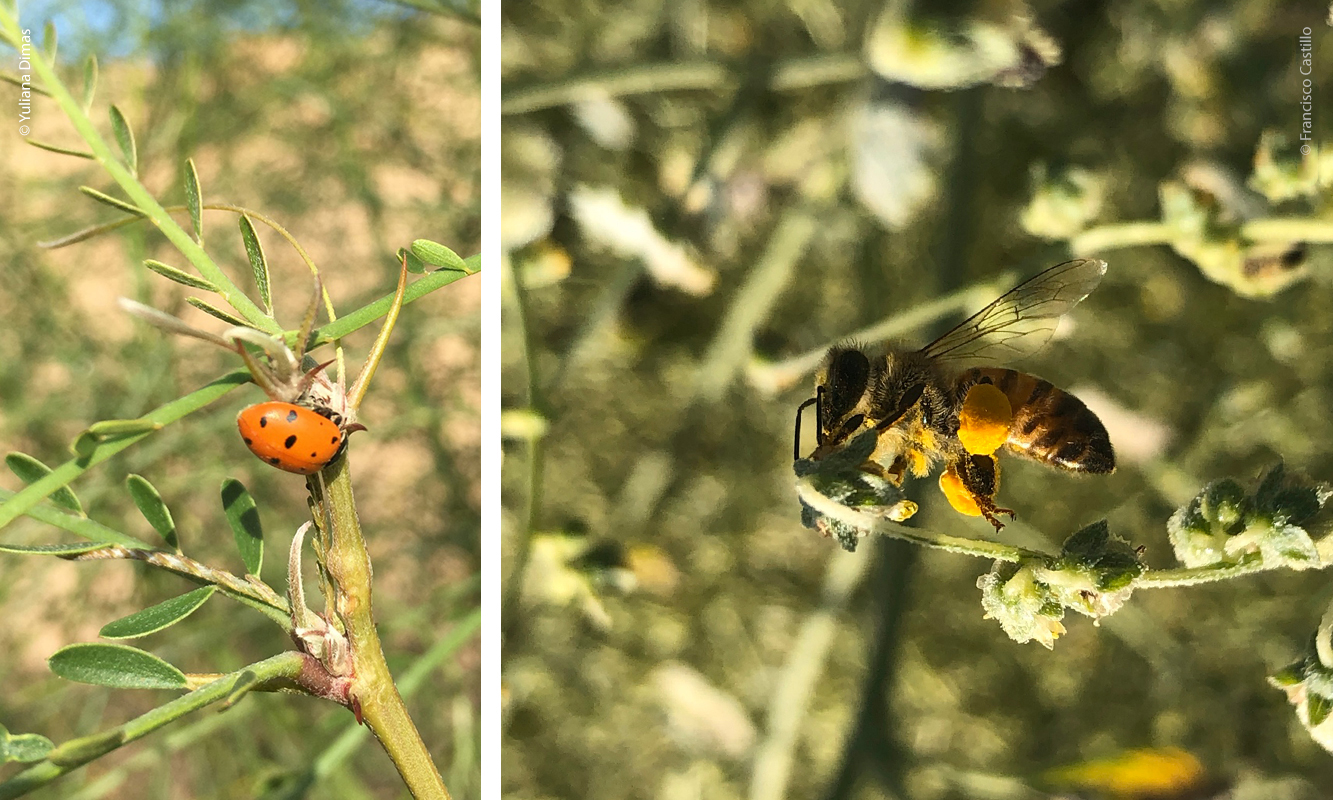 Polinizadores en San Luis Río Colorado