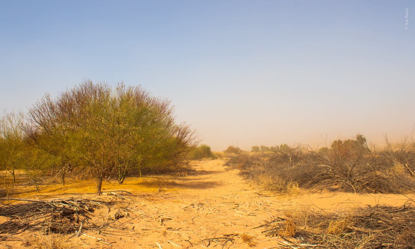 Límite del terreno restaurado que colina con territorio no restaurado en Miguel Alemán, Mexicali