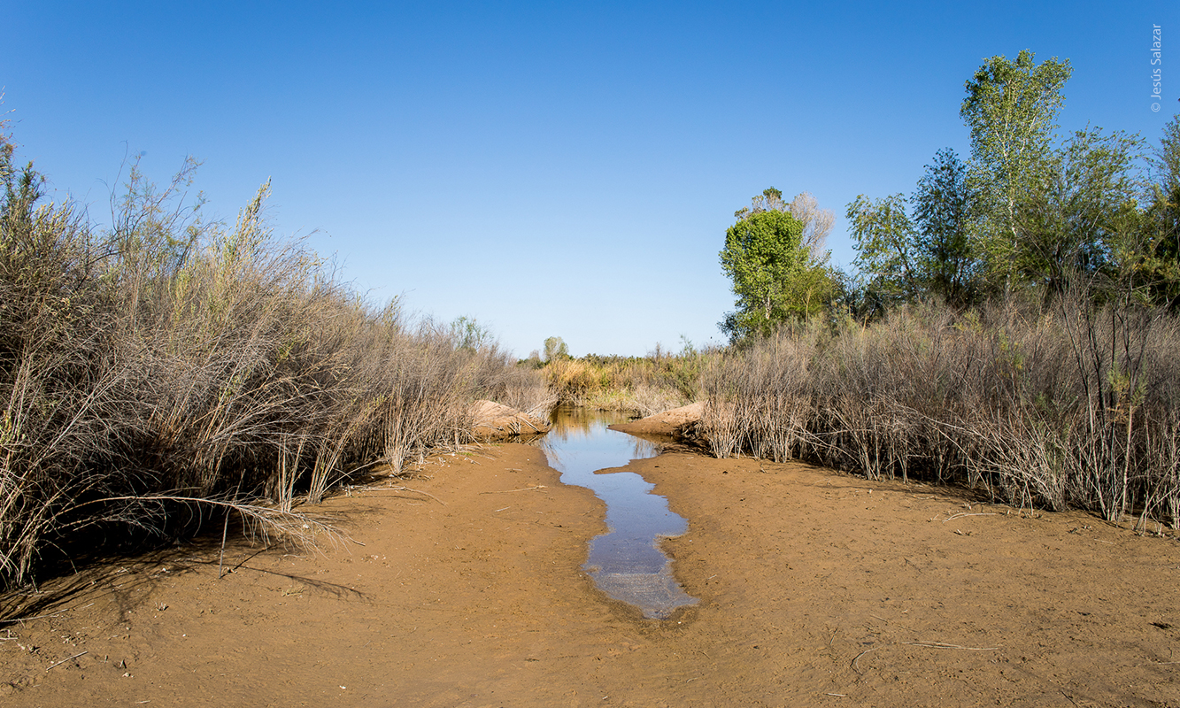 Flujo de agua liberado. Foto por Alianza Revive el río - Jesús García 2021
