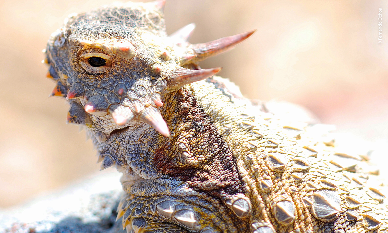 Reptil del desierto. Fernando Ochoa.