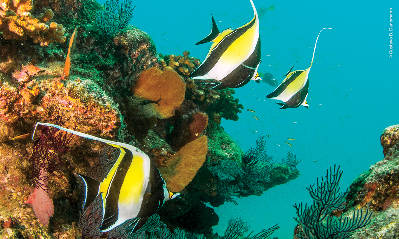 Peces en arrecife de Cabo Pulmo. Fotografía de Gustavo D. Danemann