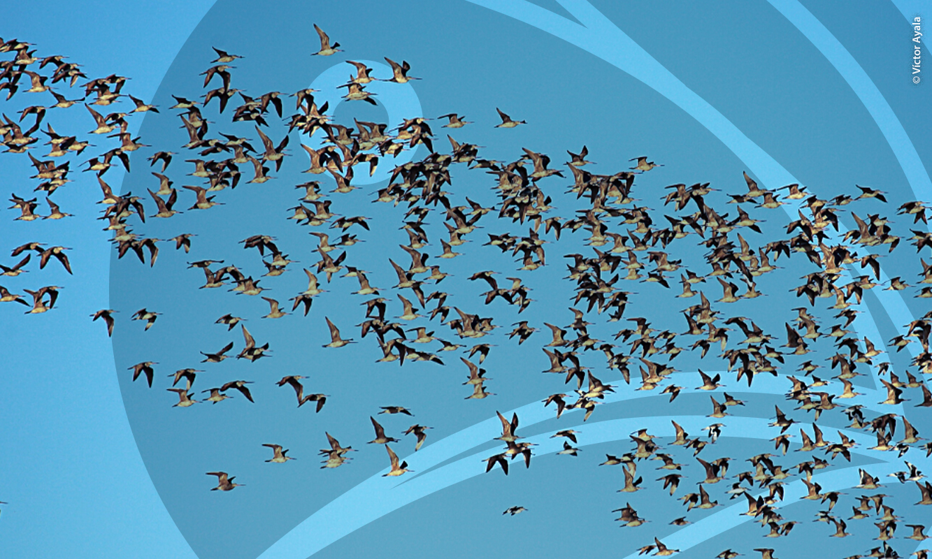 Parvada de aves playeras en Guerrero Negro. Fotografía por Víctor Ayala.