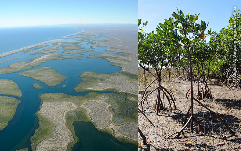 Vista aérea de Bahía Magdalena y árboles de mangle. Fotos de Miguel A. Vargas y Fernando Ochoa.