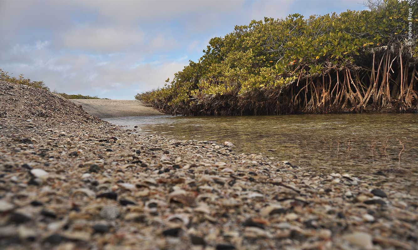 Mangle blanco en Laguna San Ignacio, Baja California Sur