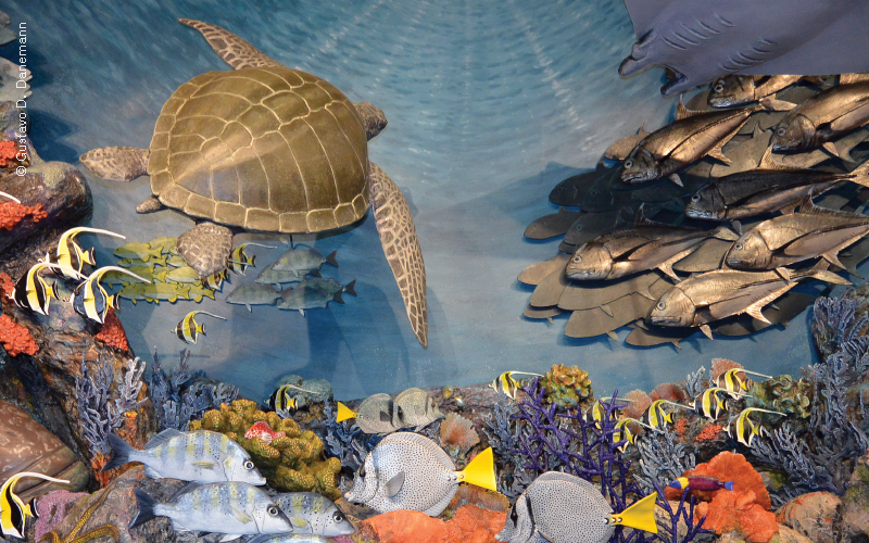 Interior del CAV Cabo Pulmo, representación de arrecife