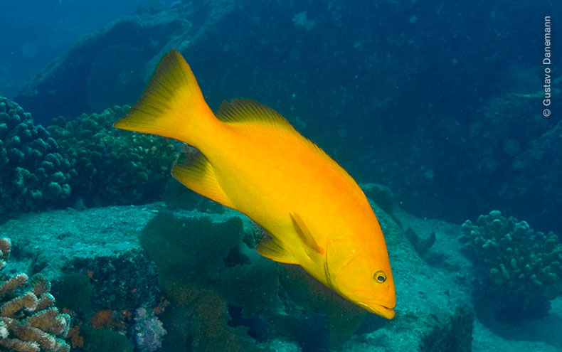 Pez en arrecife de Cabo Pulmo. Foto por Gustavo Danemann.