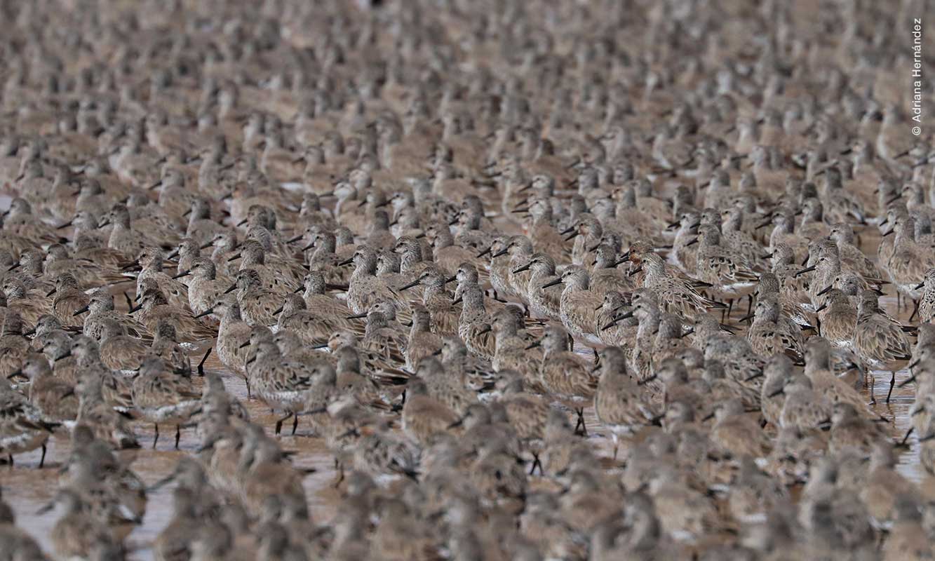 Playeros rojizos del Pacífico