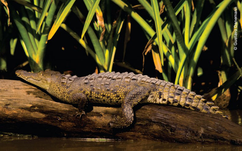 Cocodrilo en Reserva privada Pichigüila