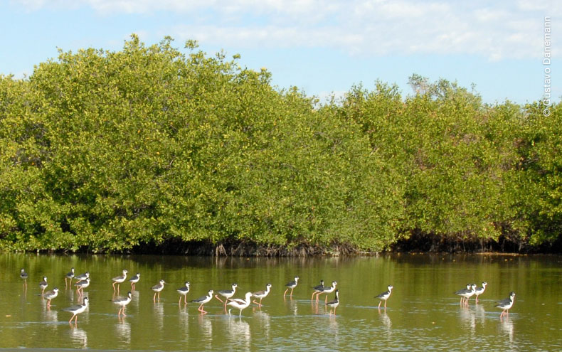 Mangle de Marismas Nacionales Nayarit
