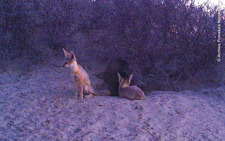 Madriguera de Zorrita del desierto en UMA Laguna San Ignacio, Foto de Pronatura Noroeste.