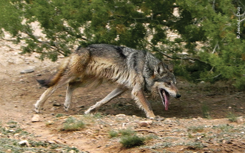 Lobo mexicano con lengua de fuera, cerca de un arbusto. Foto por Jesús L. Cruz.