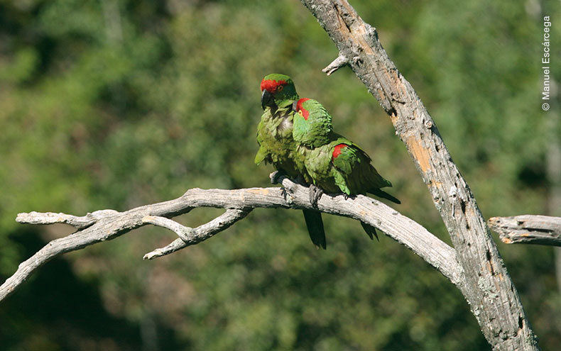 Pareja de Cotorras serranas acicalándose entre ellas en una rama de árbol deshojado. Chihuahua. Foto por Manuel Escárcega.