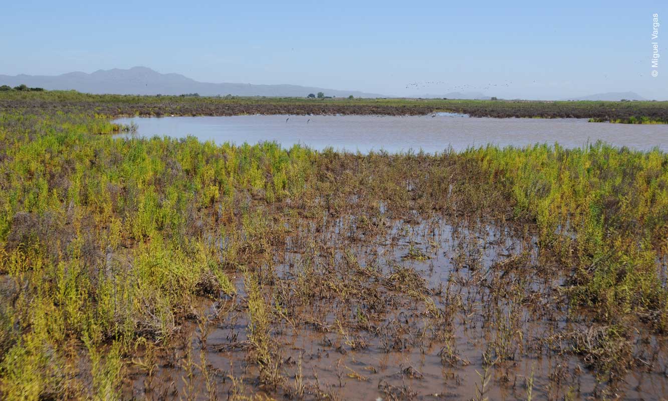 Bahía Santa María, Sinaloa