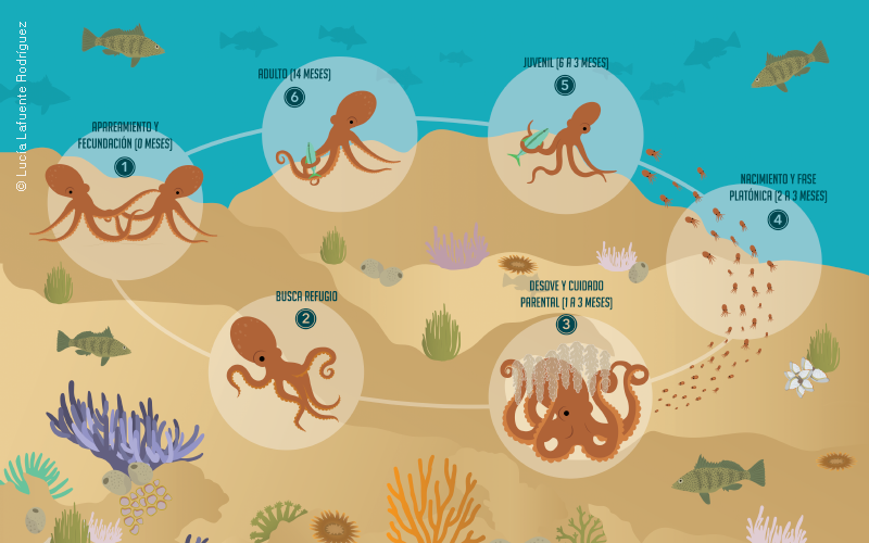 Ciclo reproductivo del pulpo café. Ilustración de Lucía Lafuente (Pronatura Noroeste)