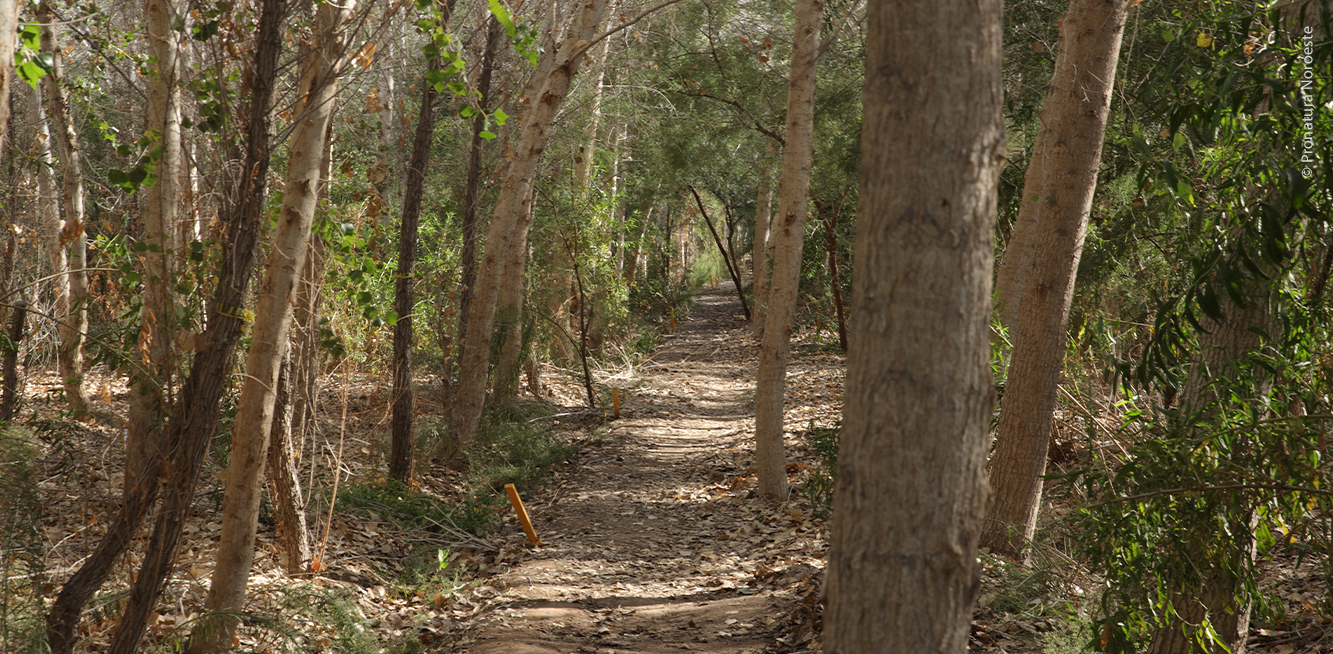 Bosque de álamos en Miguel Alemán