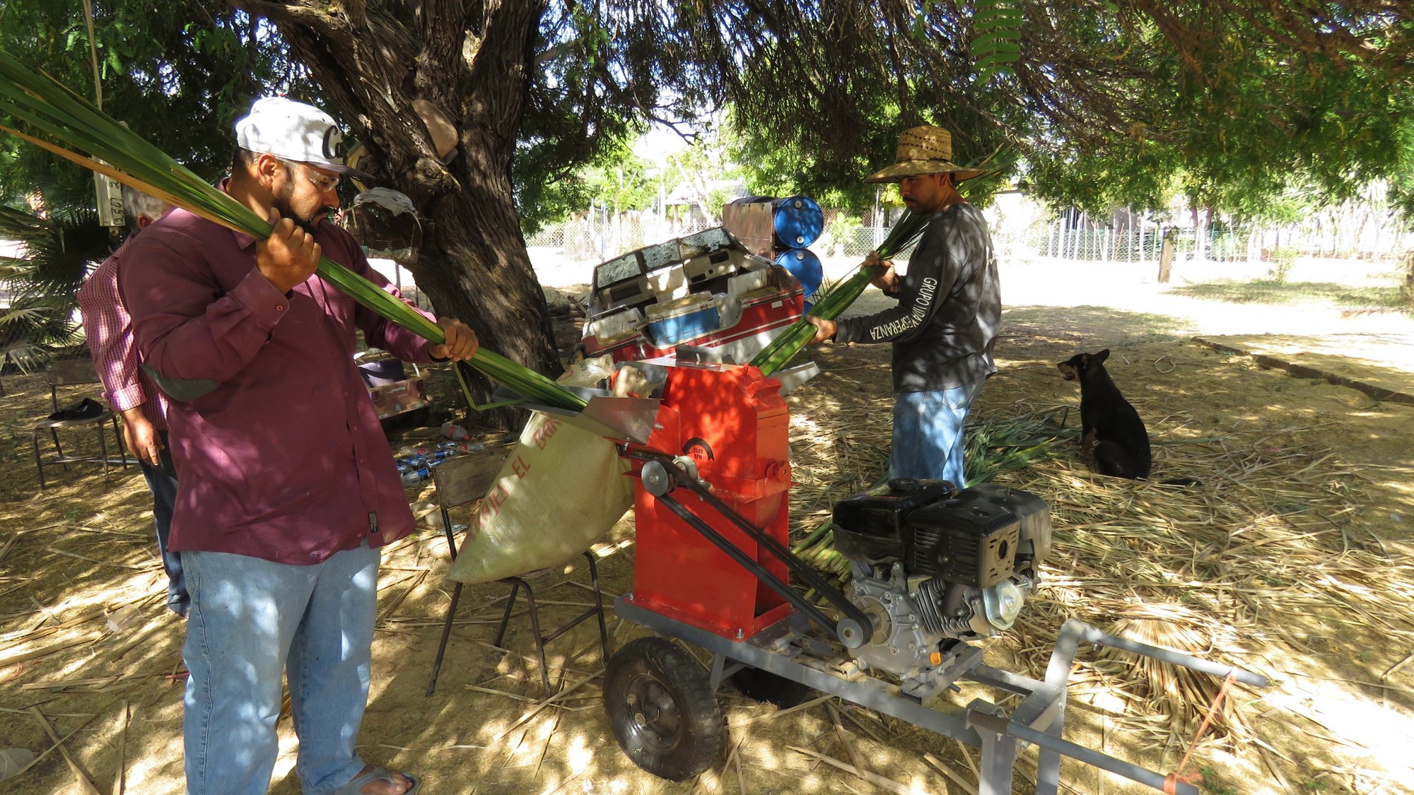 Miembros de la comunidad procesando el tule.