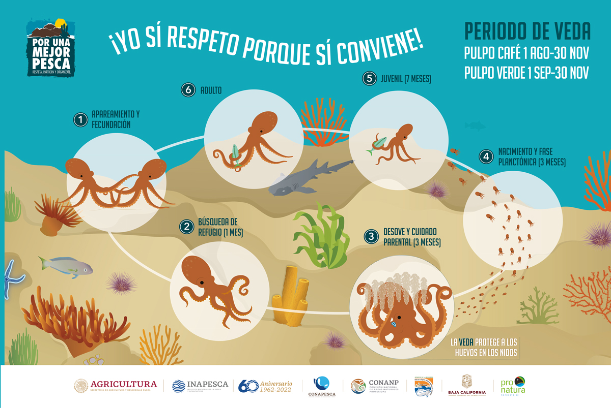 Ciclo de reproducción pulpo