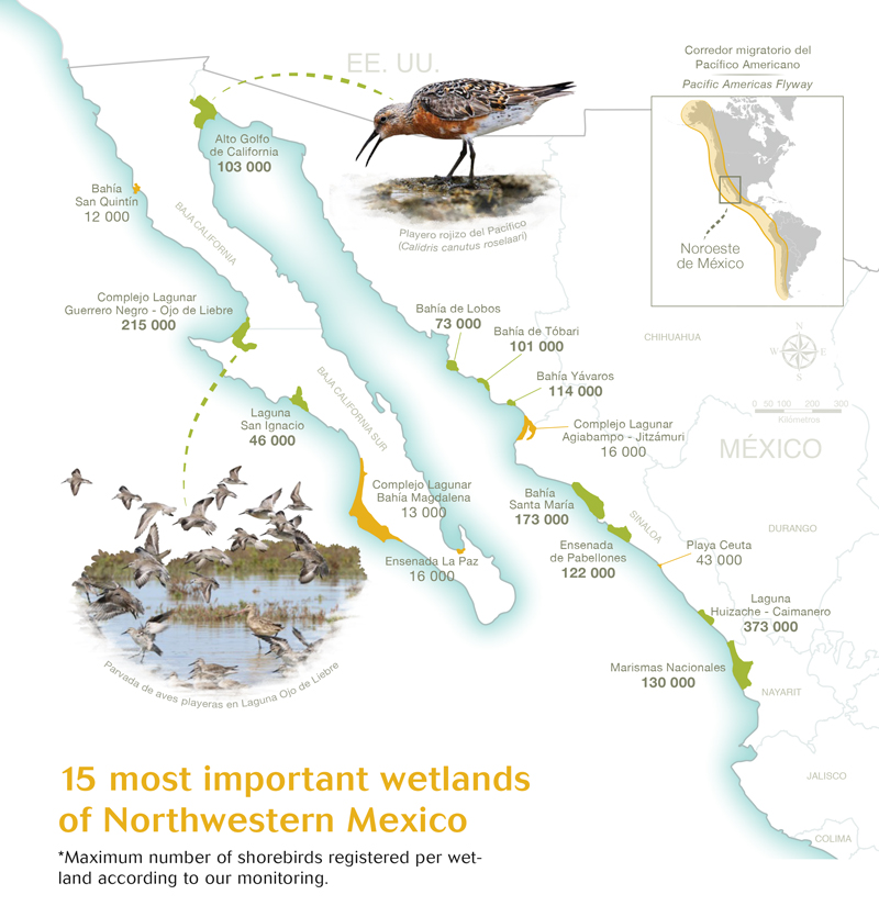 15 Wetlands of Northwestern Mexico