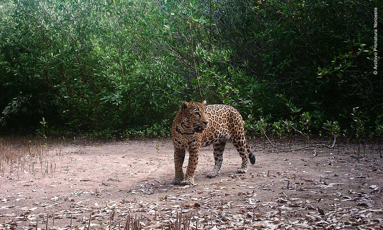 Jaguar detenido en un claro de la selva.