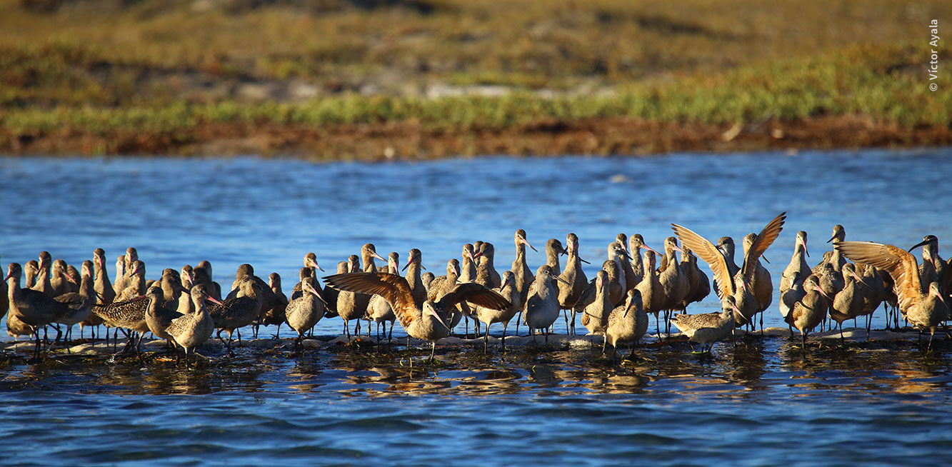 Parvada de aves playeras, agrupada en la orilla de un cuerpo de agua salada. Al fondo se aprecia la playa.