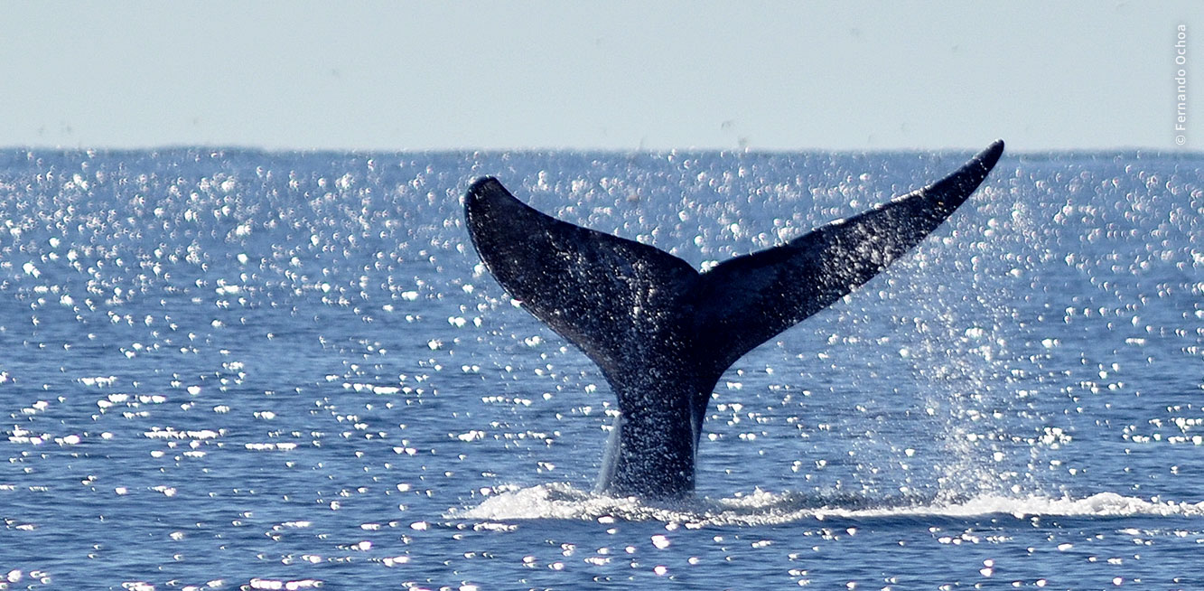Whale's tail out of the water