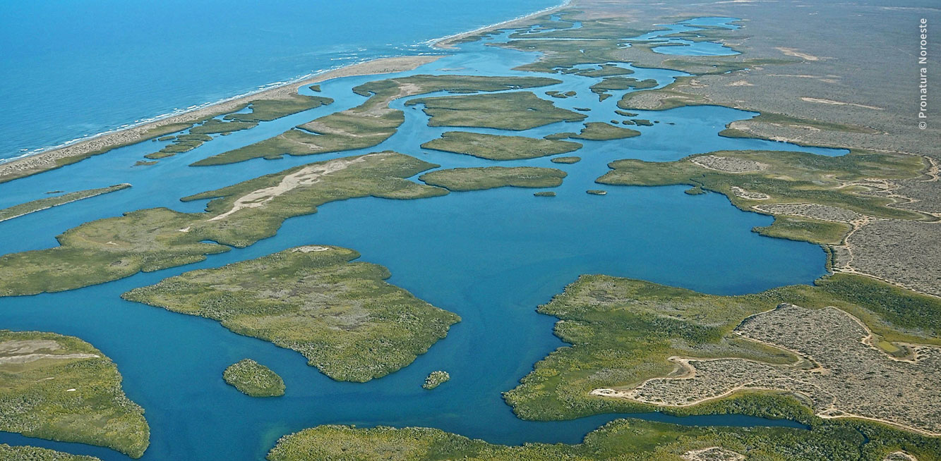 Vista aérea de los islotes de Bahía Magdalena. La franja de arena es delgada, con una entrada al mar y al menos una veintena de islotes verdes de manglar, salpican el cuerpo de agua azul.