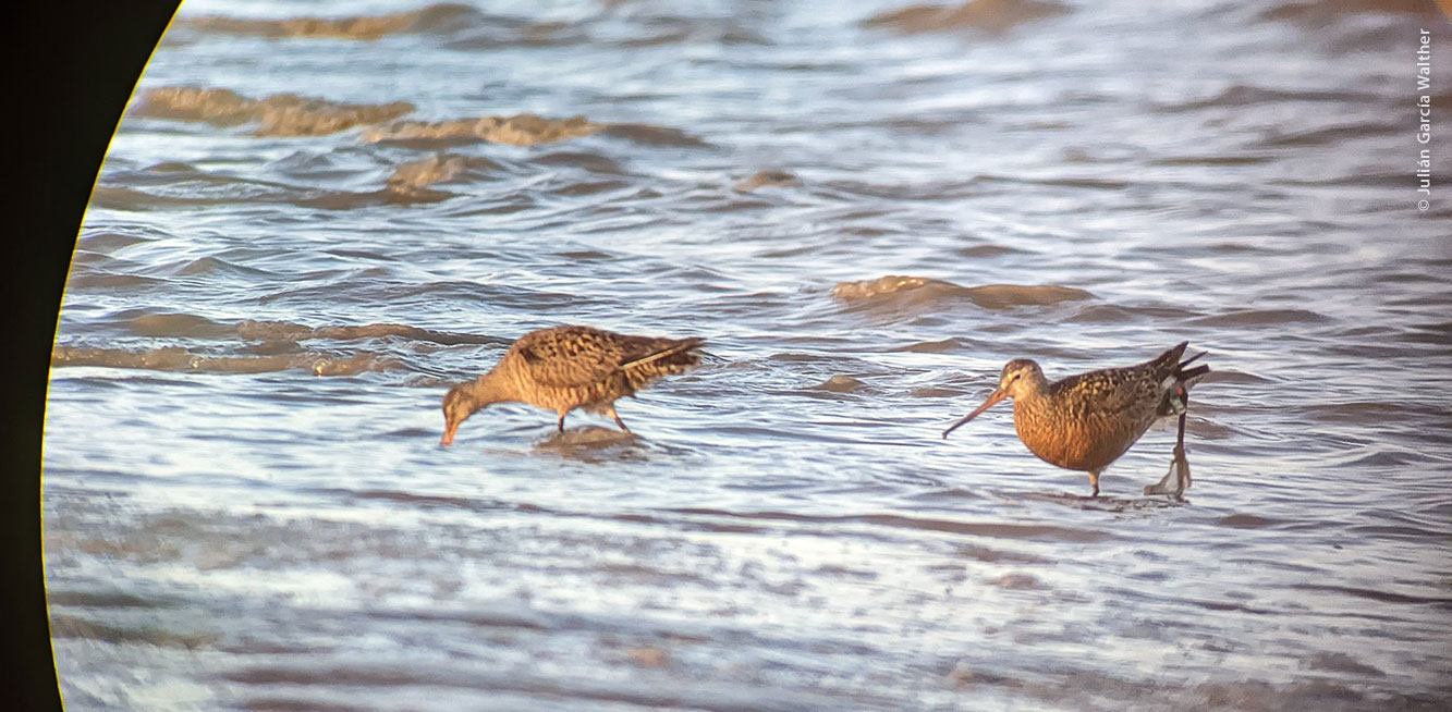 Zarapitos pico recto en la orilla